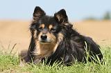 CHIEN FINNOIS DE LAPONIE 565